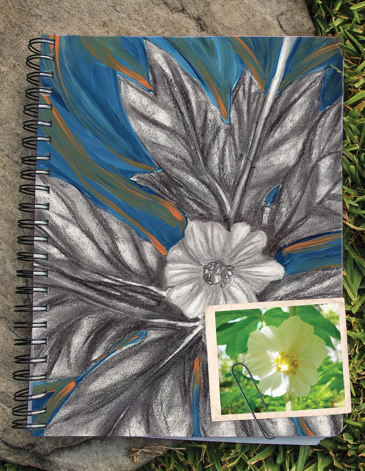 Mayapple