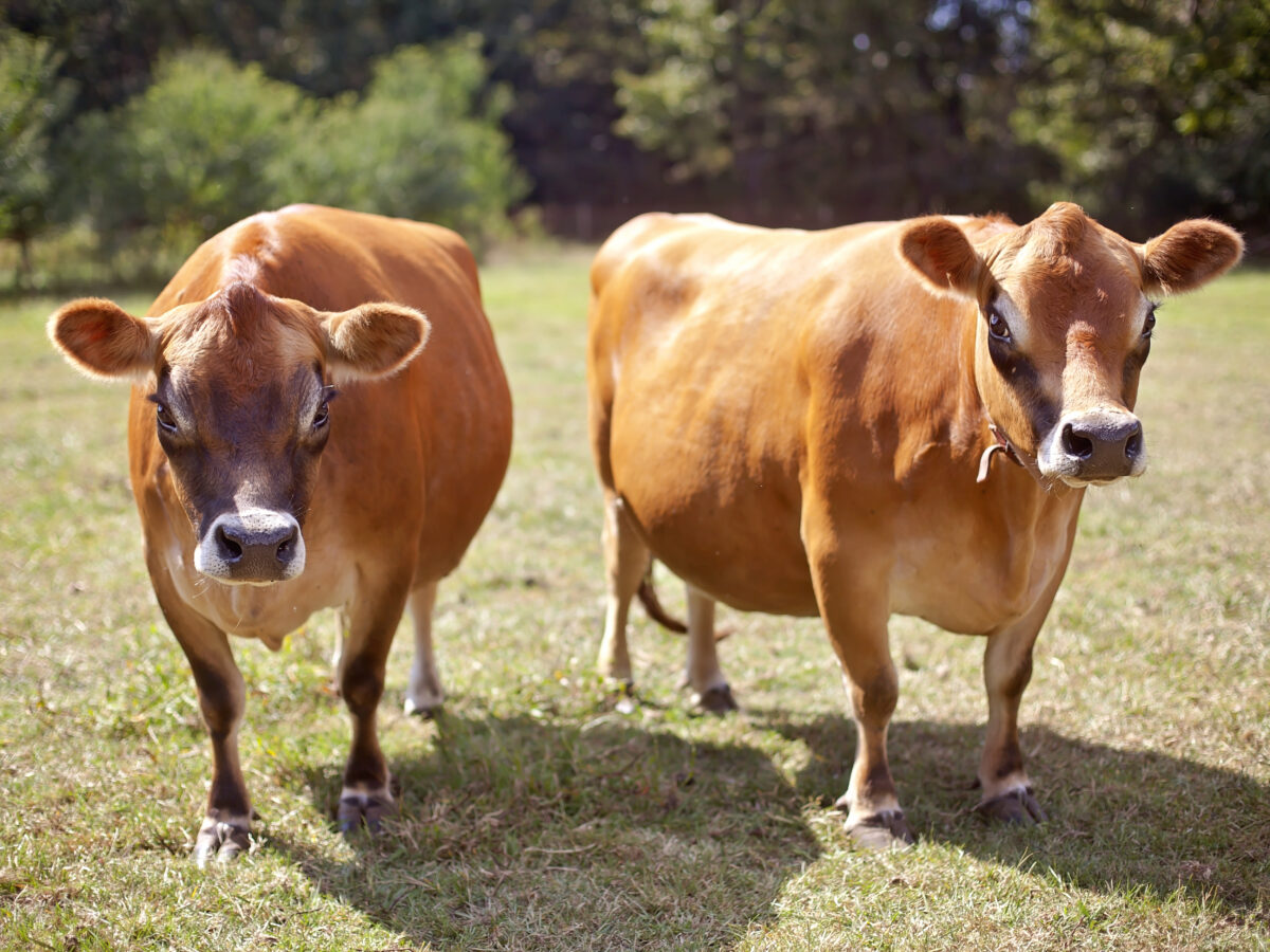 Dairy Farms