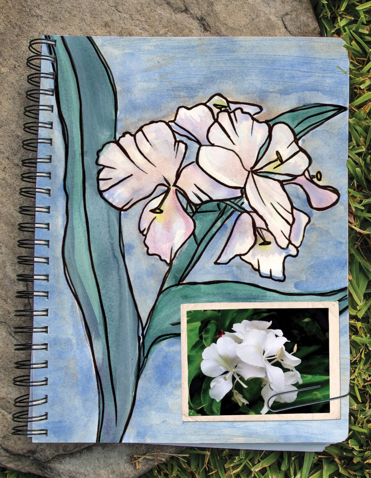 The White Ginger Lily