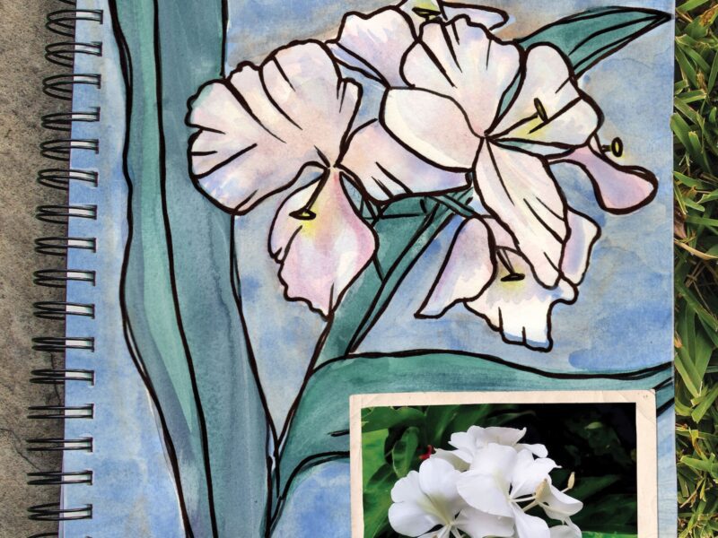 The White Ginger Lily