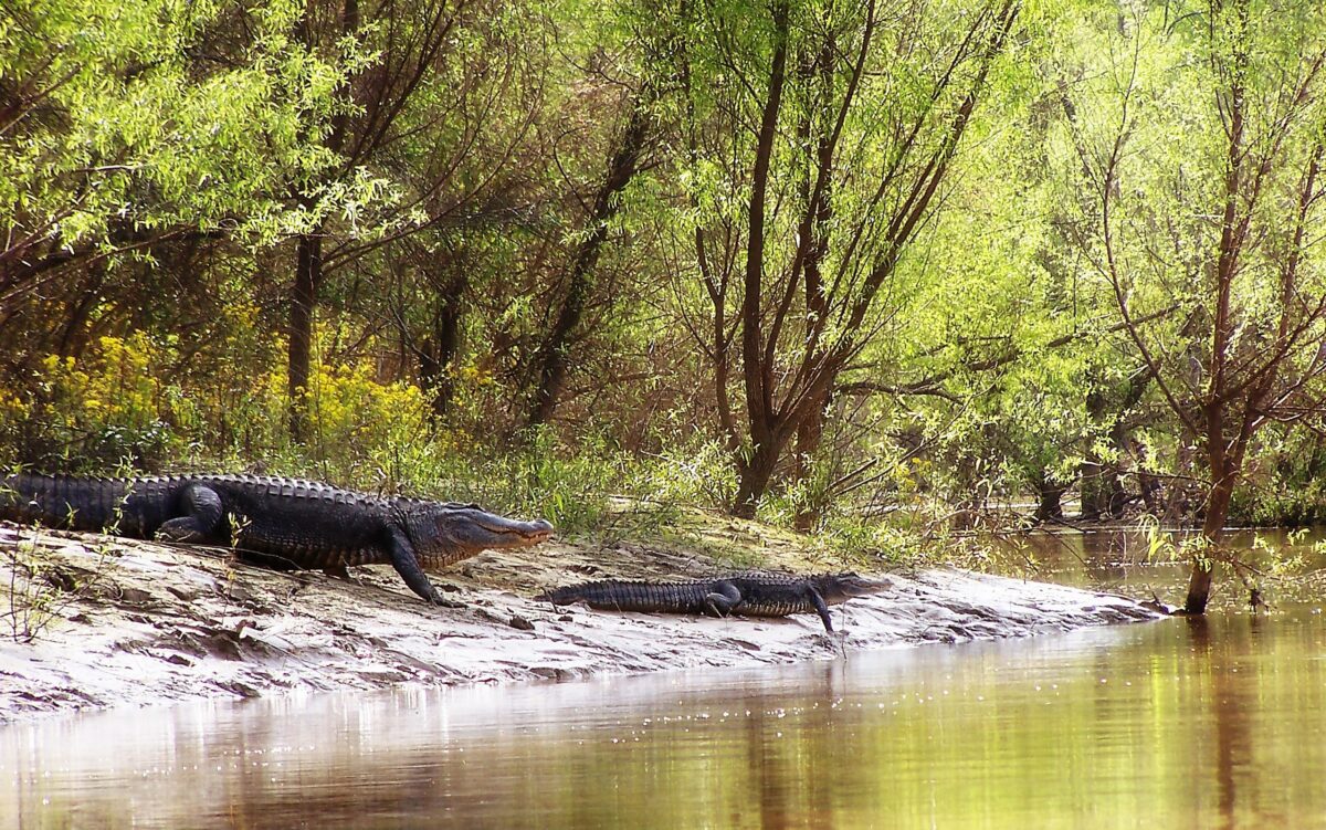 Gator Bait