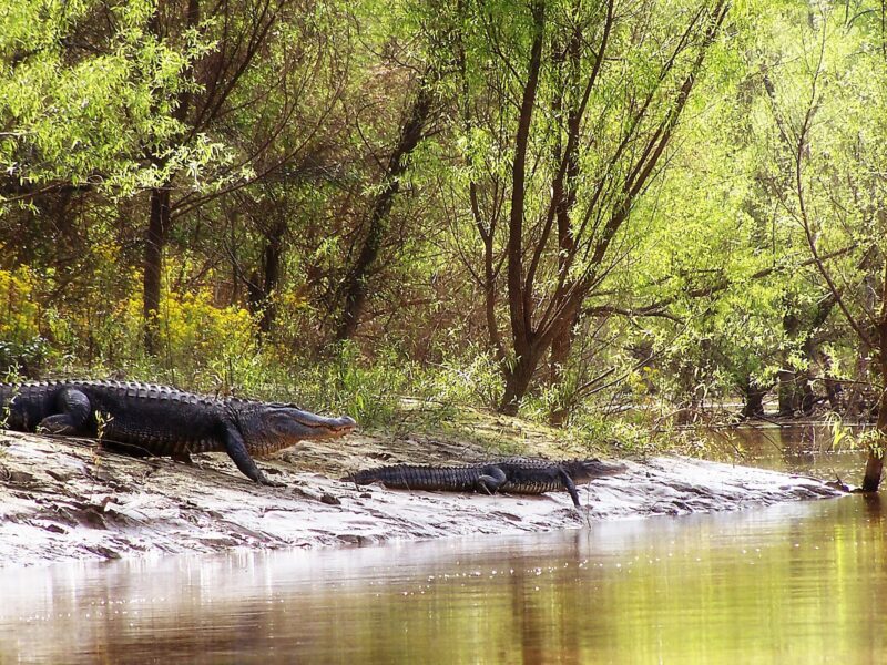 Gator Bait