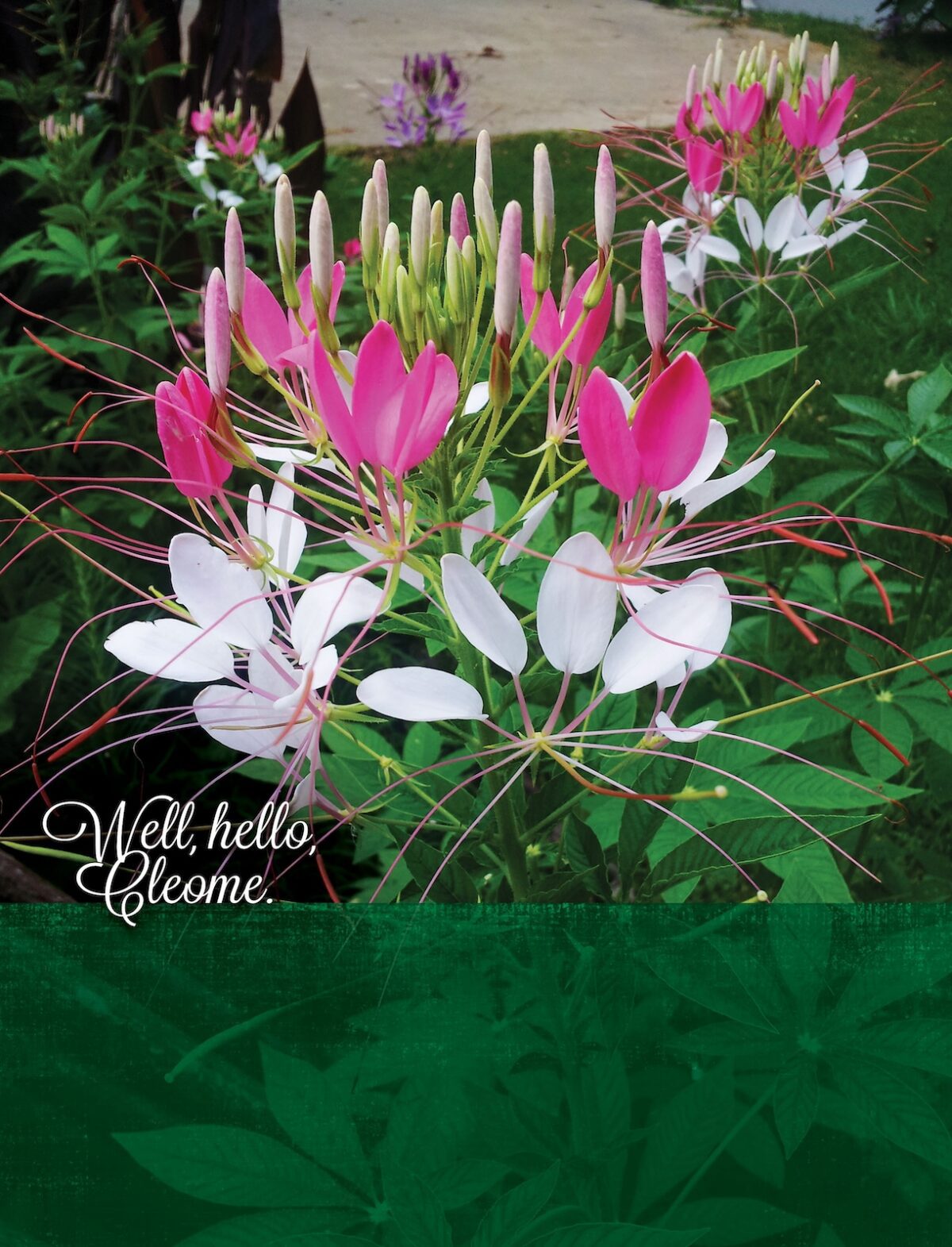 Well, hello, Cleome.