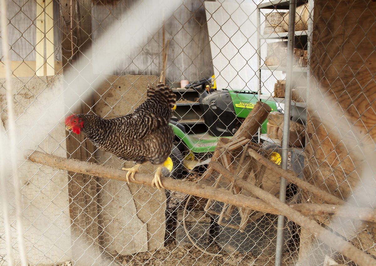 Raising Chickens