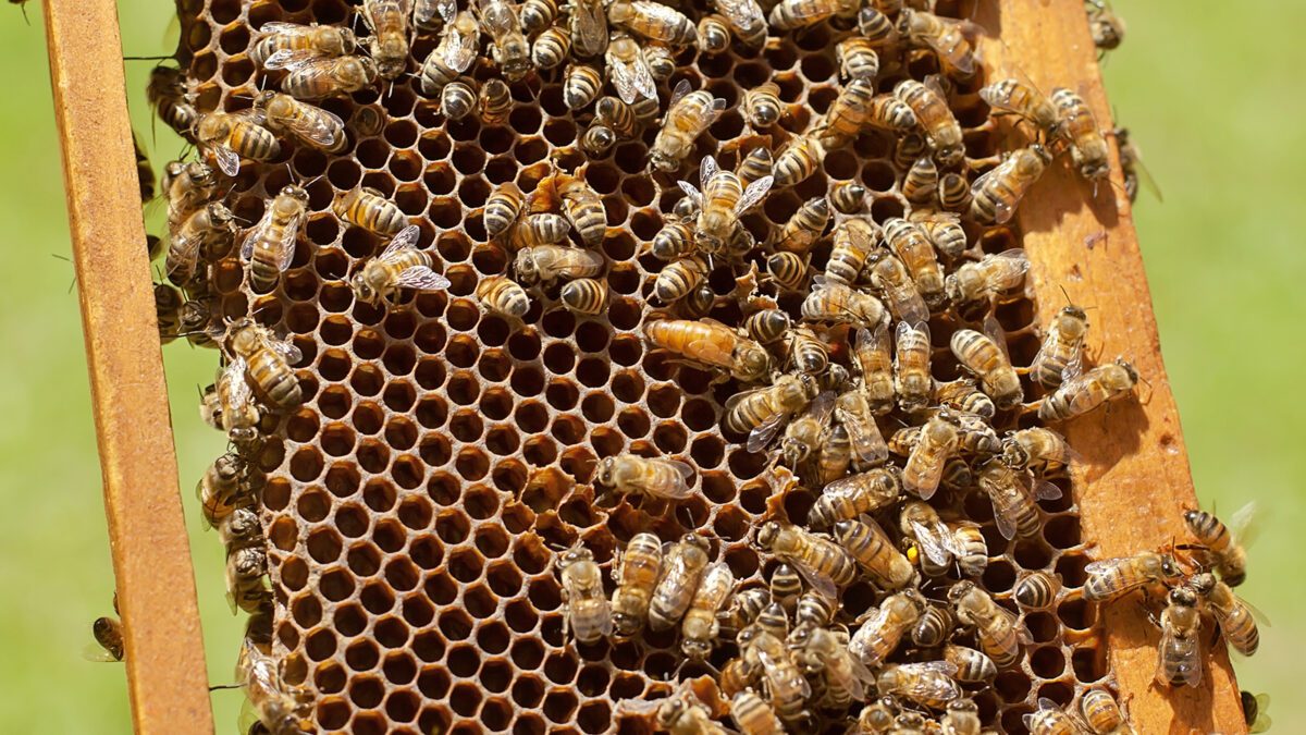 Making Honey