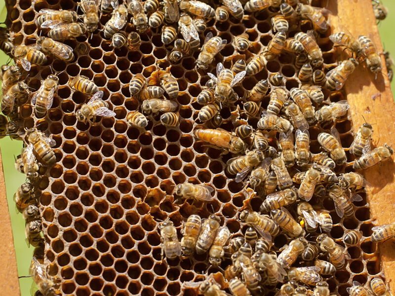 Making Honey
