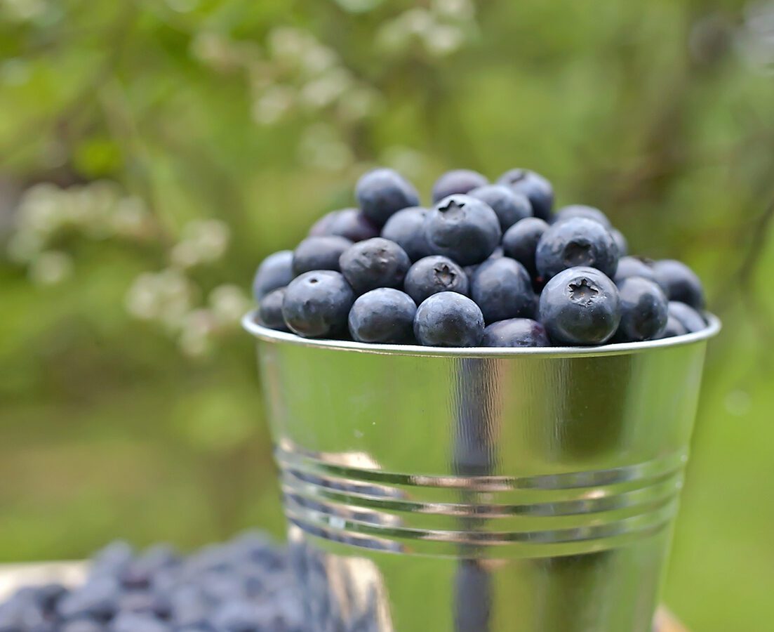 Mississippi Farm Fresh Blueberries