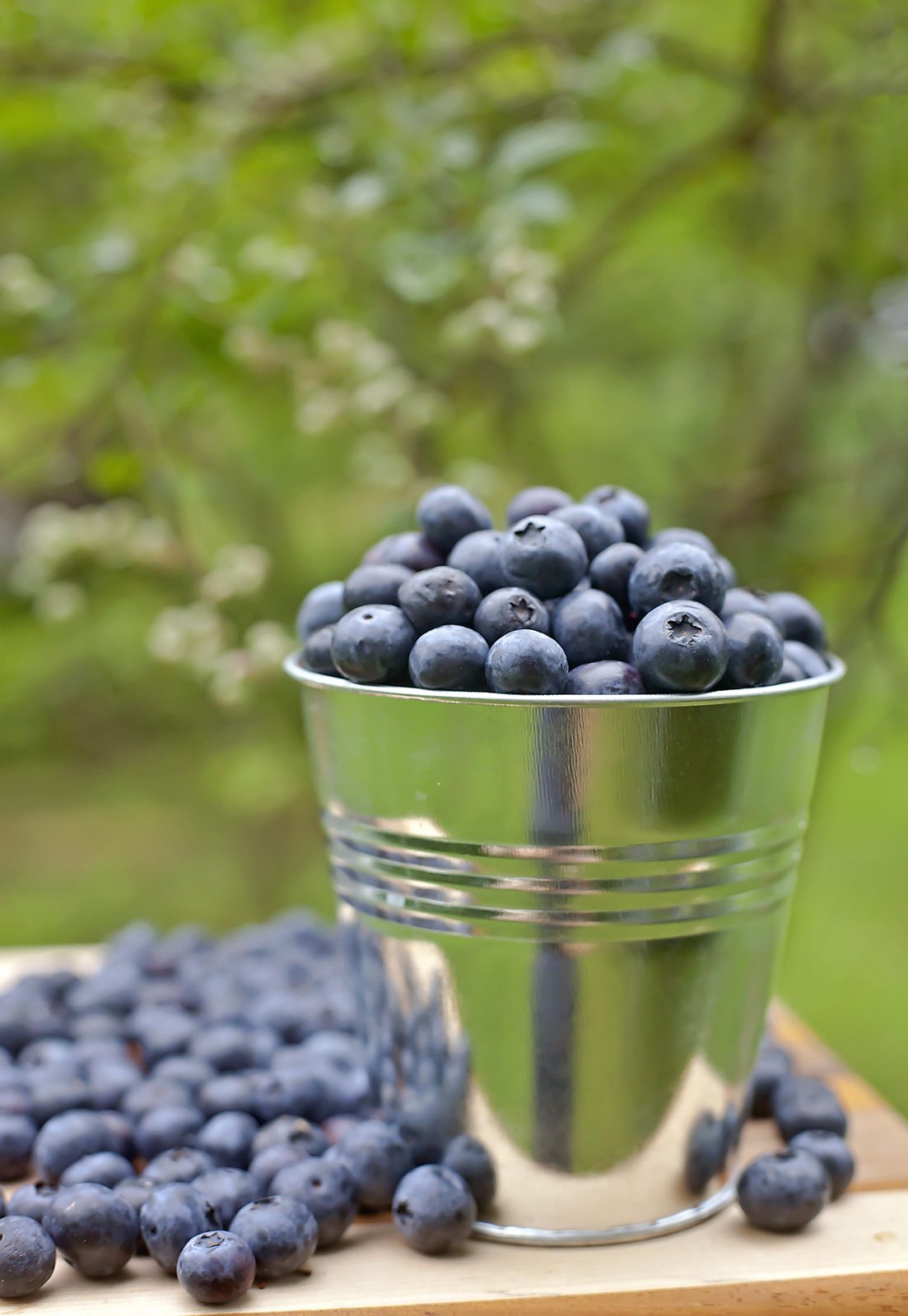 Mississippi Farm Fresh Blueberries