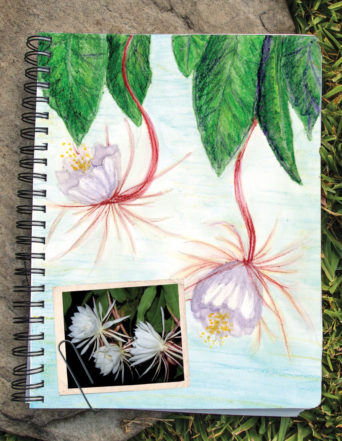 Night-Blooming Cereus