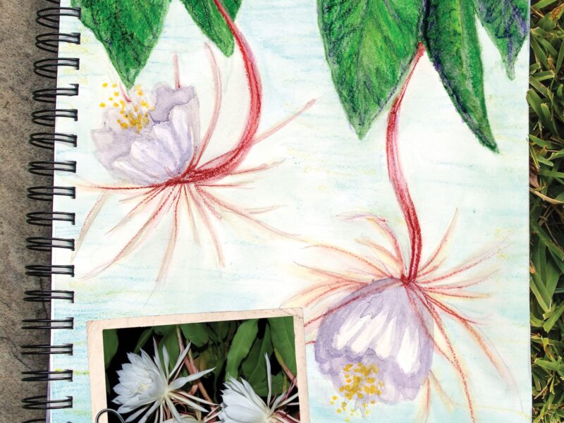 Night-Blooming Cereus