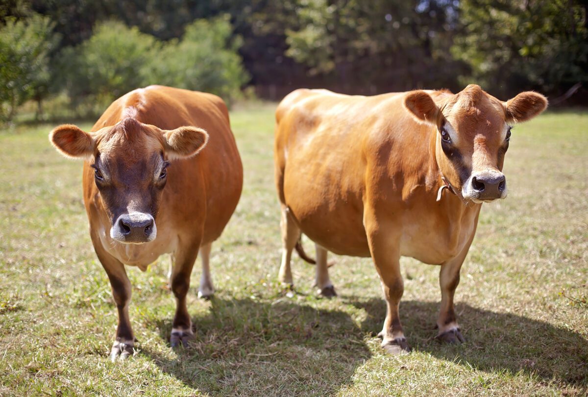 Dairy Farms