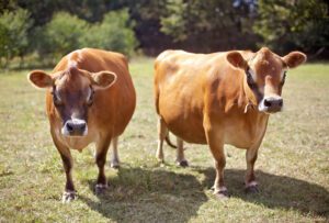Dairy Farms