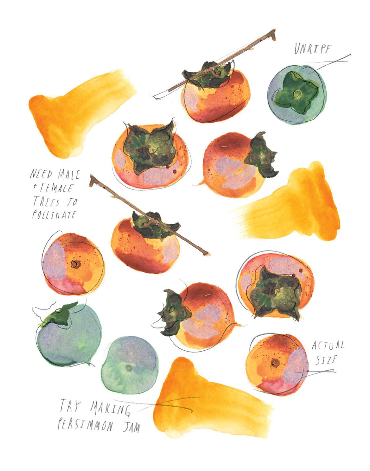 Persimmon Tree