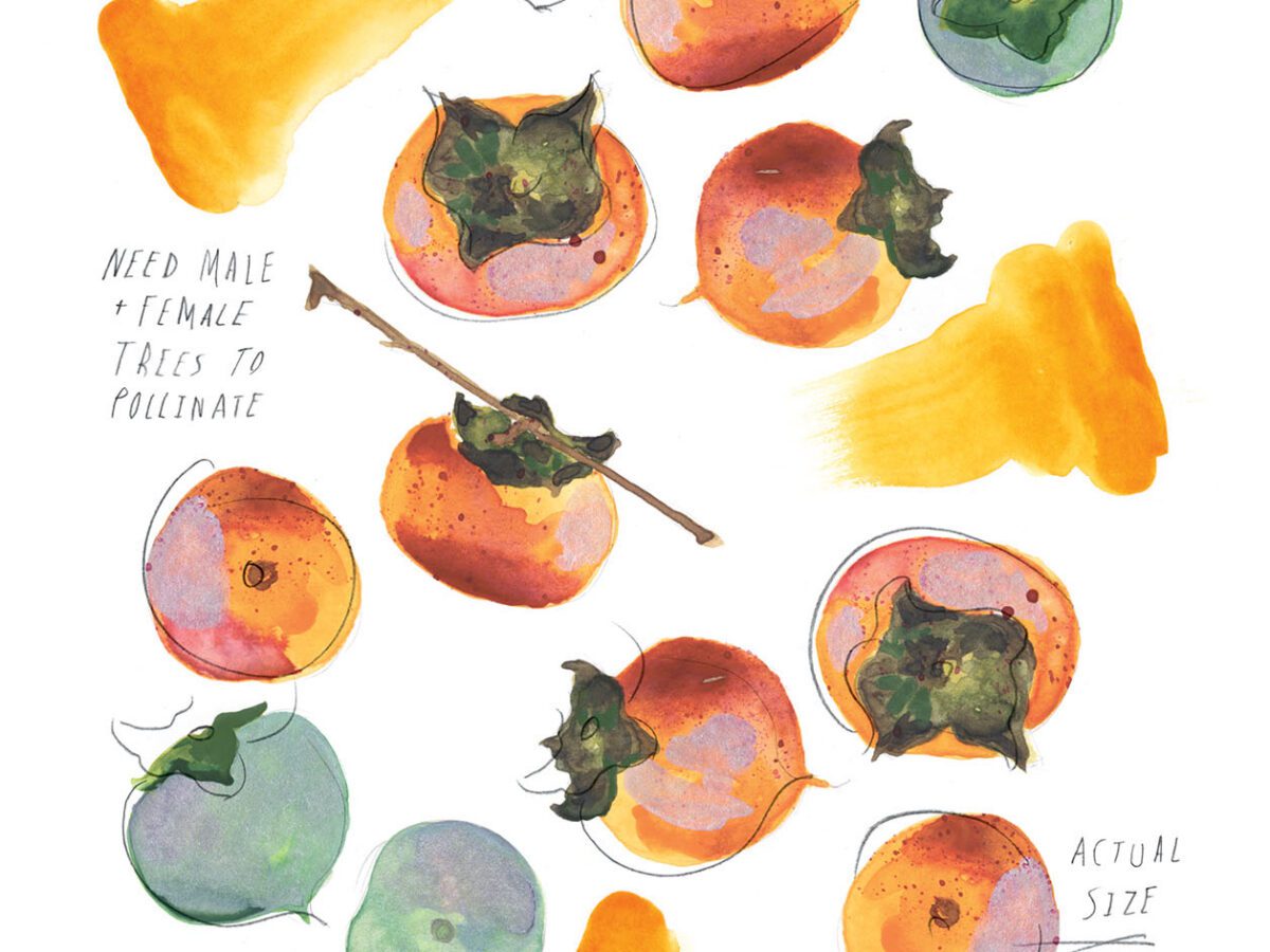 Persimmon Tree